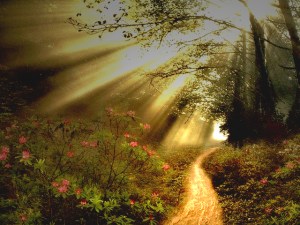 narrow-path-sun-rays-a